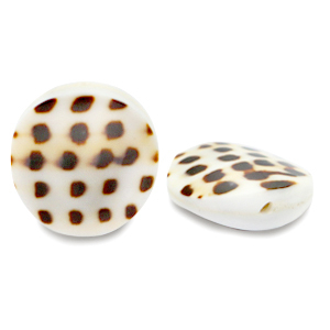 Perline di conchiglia 20mm bianco marrone